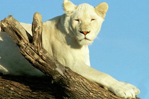 Weißer Löwe im Safaripark